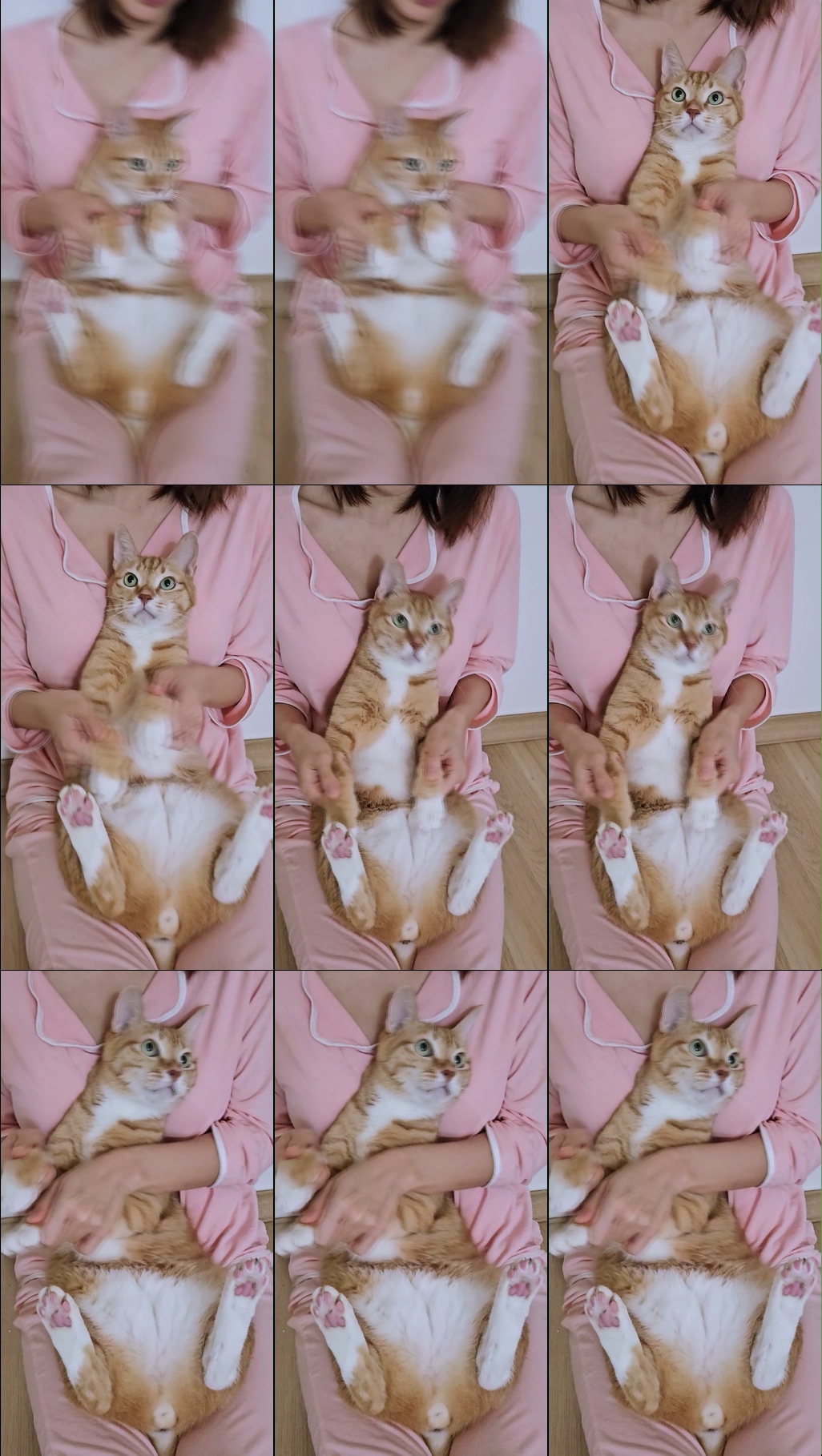 Cat APT.Cheese #Rose #Apt #brunomars #rosé_bruno_apt Waveya 🧡치즈 고양이댄스 – #00109插图1