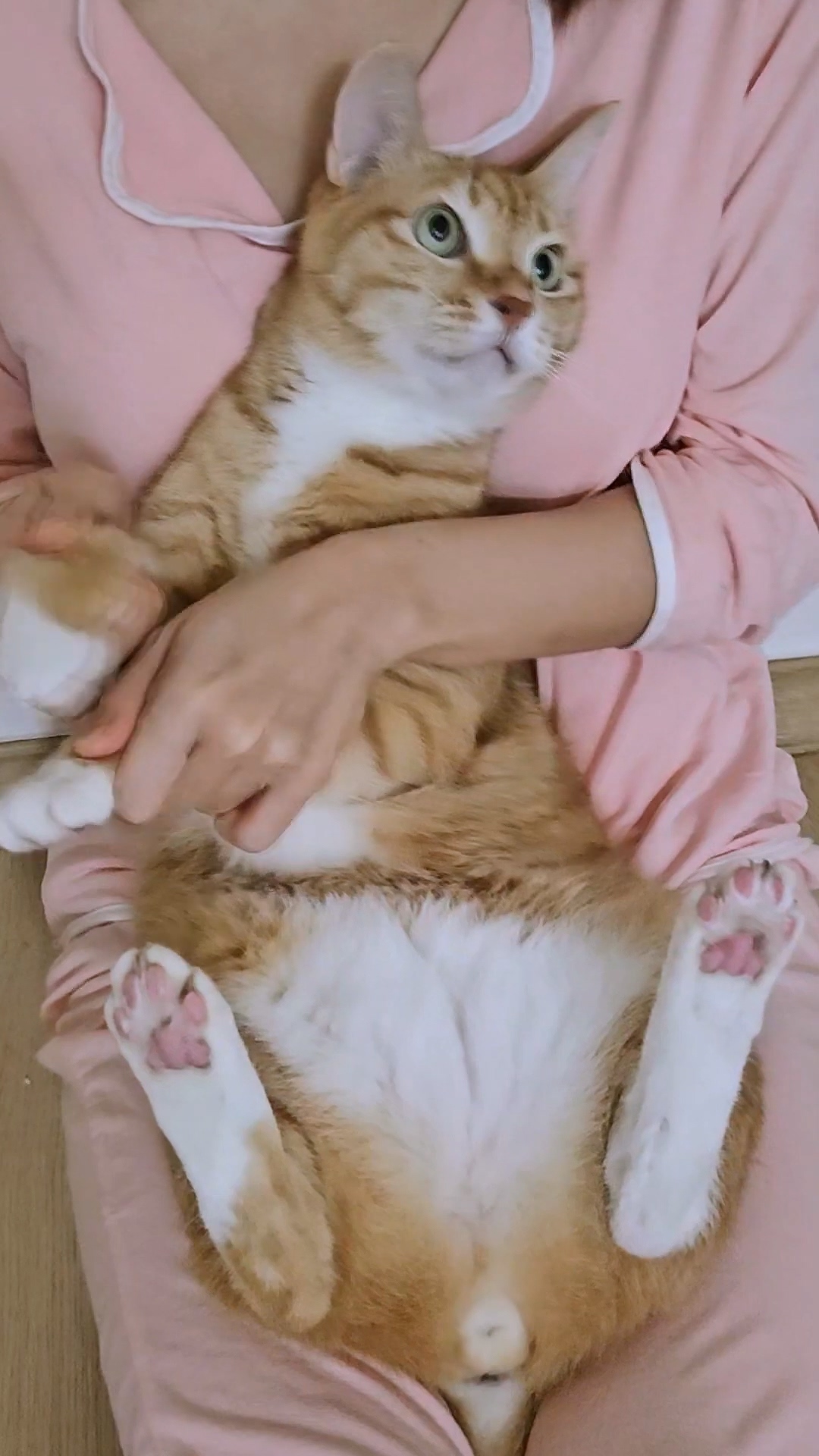 Cat APT.Cheese #Rose #Apt #brunomars #rosé_bruno_apt Waveya 🧡치즈 고양이댄스 – #00109插图